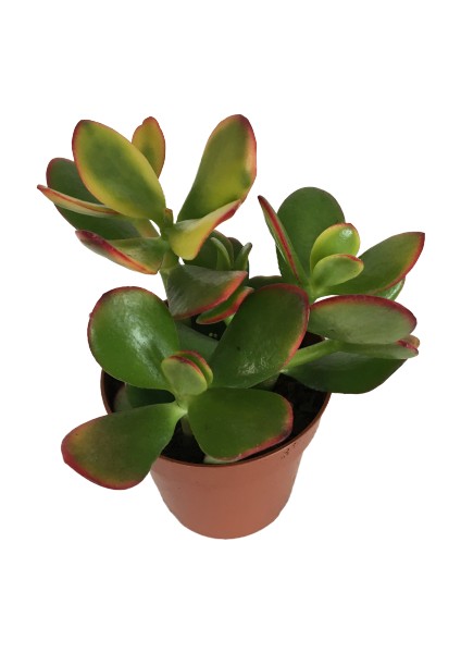 Crassula Ovata Sunset Para Bitkisi