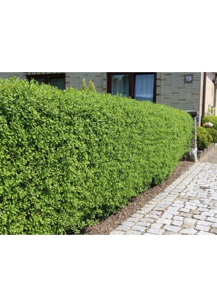 Tunç Botanik Ligustrum Kurtbağrı Çit Bitkisi 5'li