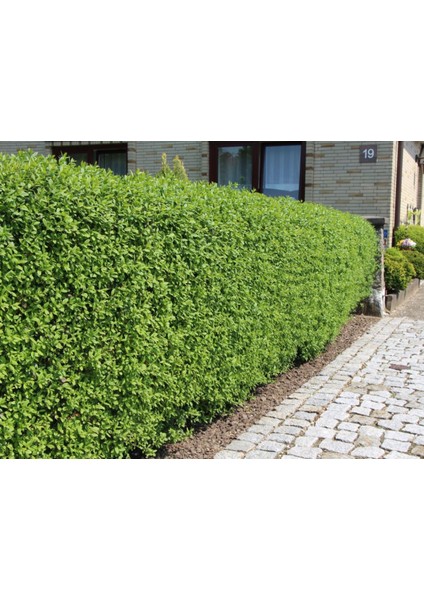 Ligustrum Kurtbağrı Çit Bitkisi 5'li