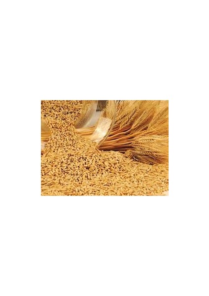 Arpa Tohumu 1 kg Doğal Arpa Tohumu Arpa Tohumları