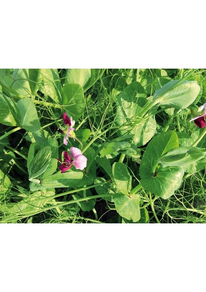 Osm Kirazlı Yem Bezelyesi 1 kg