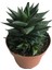 Haworthia Limifolia 1