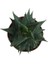 Haworthia Limifolia 3