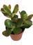 Crassula Ovata Sunset Para Bitkisi 3