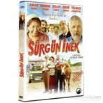 Sürgün İnek (DVD) - Ayhan Özen Yönetmenliğinde Şebnem Dönmez, Hasan Kaçan, Fırat Tanış ile Eğlenceli Bir Film