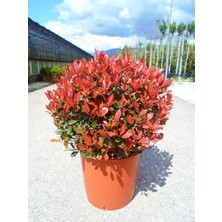 Bodur Alev Çalısı