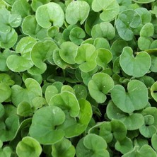 Dichondra Repens (Fare kulağı) Çim Tohum - 1 kg