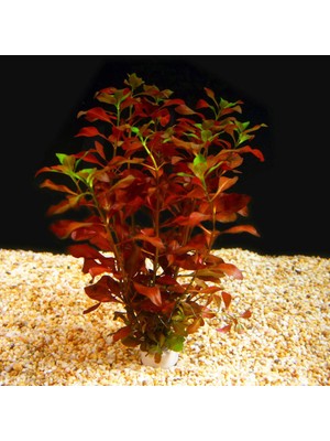 Akvaryum Bitkileri Ludwegia Repens 'Rubin' 1 Bağ Akvaryum Bitkisi 5 Kök Kolay Bakım ve Hızlı Gelişim Özellikleri