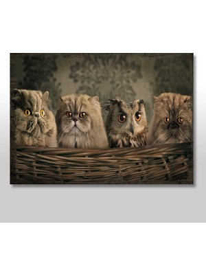 Tablomega Ahşap Tablo Kediler ve Baykuşlar