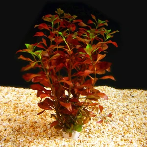 Akvaryumbitkileri Ludwegia Repens 'Rubin' 1 Bağ Akvaryum Bitkisi 5 Kök