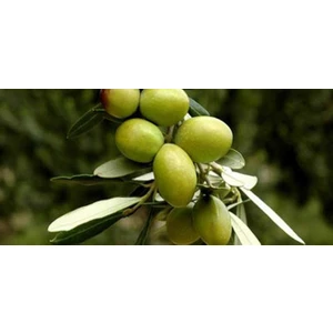 Ceran Tarım Gemlik Zeytin Fidanı
