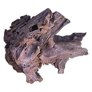 Kw Zone Mango Kökü  35 - 55  Cm  ( L )