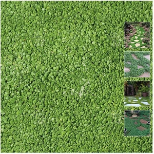 Dichondra Repens (Fare kulağı) Çim Tohum - 1 kg