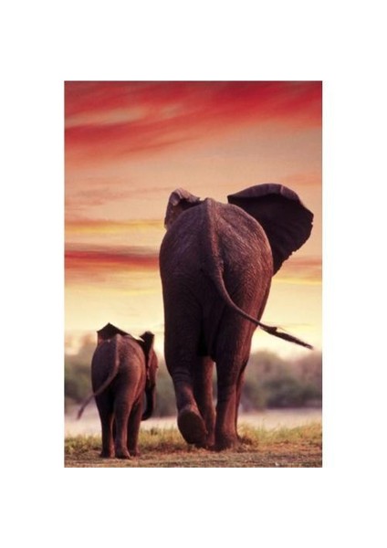 Elephant Sunset