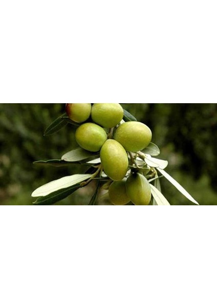 Gemlik Zeytin Fidanı