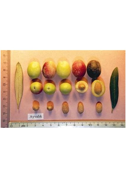 Ayvalık Zeytin Fidanı