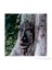 The Spirit Of Nottingham Woods: Ağaç Heykel 1