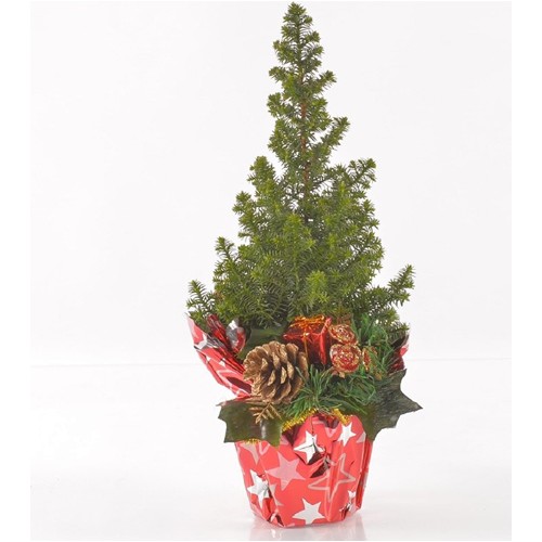 Greenmall Canlı Çam Ağacı 40 cm 49,89 TL