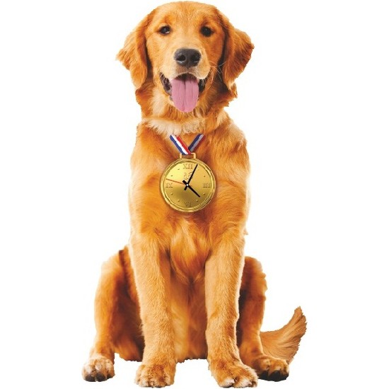 sallanan köpek