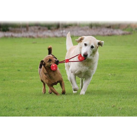 Kong Köpek Tutamaçlı Sesli Oyun Topu L 32cm Fiyatı
