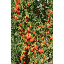 Goji Berry(Kurt Üzümü) Fidanı 2 Yaş