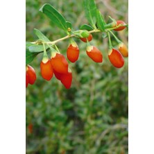 Goji Berry(Kurt Üzümü) Fidanı 2 Yaş