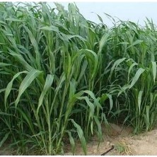Akran Tarım Sorgum Sudan Otu Tohumu 1 kg