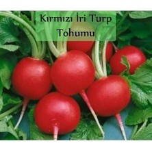 Kırmızı Turp Tohumu 50 Tohum