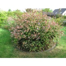 Abelya Çeçeği (Güzellik Çalısı) 30-40 cm Abelia Chinensis