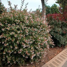 Abelya Çeçeği (Güzellik Çalısı) 30-40 cm Abelia Chinensis