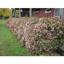 Abelya Çeçeği (Güzellik Çalısı) 30-40 cm Abelia Chinensis