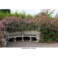 Abelya Çeçeği (Güzellik Çalısı) 30-40 cm Abelia Chinensis