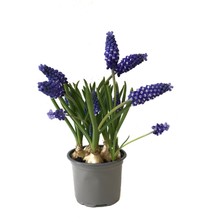 Betonish Muscari Armeniacum (Dağ Sümbülü)