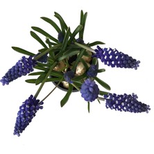 Betonish Muscari Armeniacum (Dağ Sümbülü)