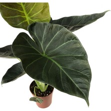 Betonish - Alocasia 'regal Shield' - Ev ve Ofis Bitkisi