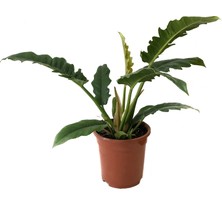 Betonish Philodendron 'Narrow Escape'