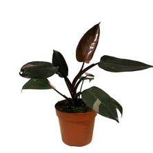 Betonish Philodendron 'Pink Princess'