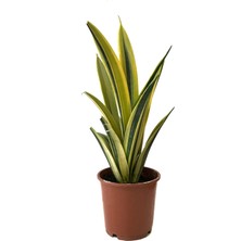 Betonish Sansevieria Trifasciata 'Gold Flame' (Paşa Kılıcı)