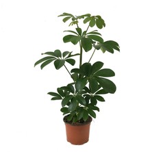 Betonish Schefflera Arboricola (Şeflera Çiçeği)