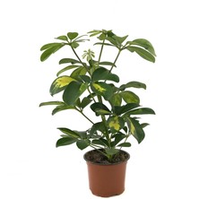 Betonish Schefflera Arboricola 'Variegata' (Şeflera Çiçeği)