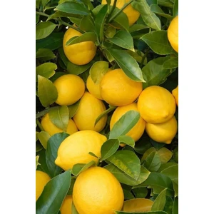 Yediveren Limon Fidanı 2 Yaş