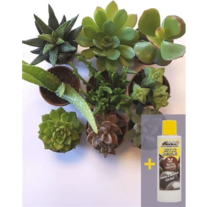 Sukulent Seti 9lu - 05 + Sukulent Besini 225 ml