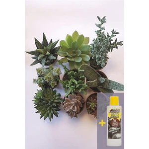 Sukulent Seti 9lu - 04 + Sukulent Besini 225 ml
