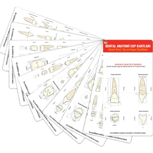 Dental Anatomi Cep Kartları Diş Anatomisi