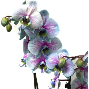- Phalaenopsis 'Bubble Gum' (Turkuaz Orkide)