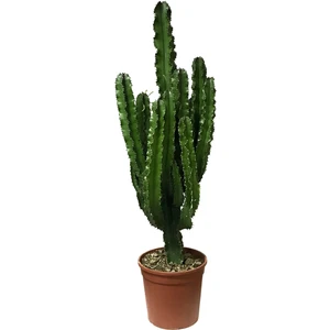 Euphorbia Ingens (Kaktüs)