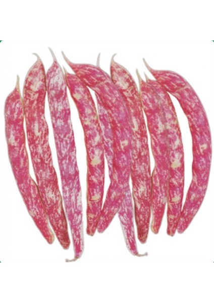 Oturak Barbunya Tohumu 50GR 1 Paket