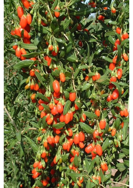 Goji Berry(Kurt Üzümü) Fidanı 2 Yaş