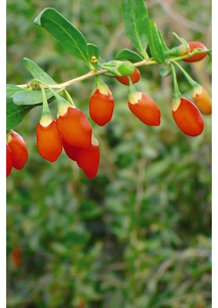 Goji Berry(Kurt Üzümü) Fidanı 2 Yaş