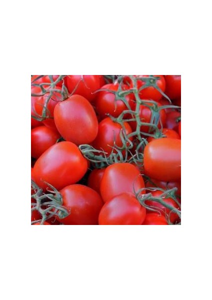 Rio Grande Domates Tohumu Bursa Domates Tohumu 5 gr